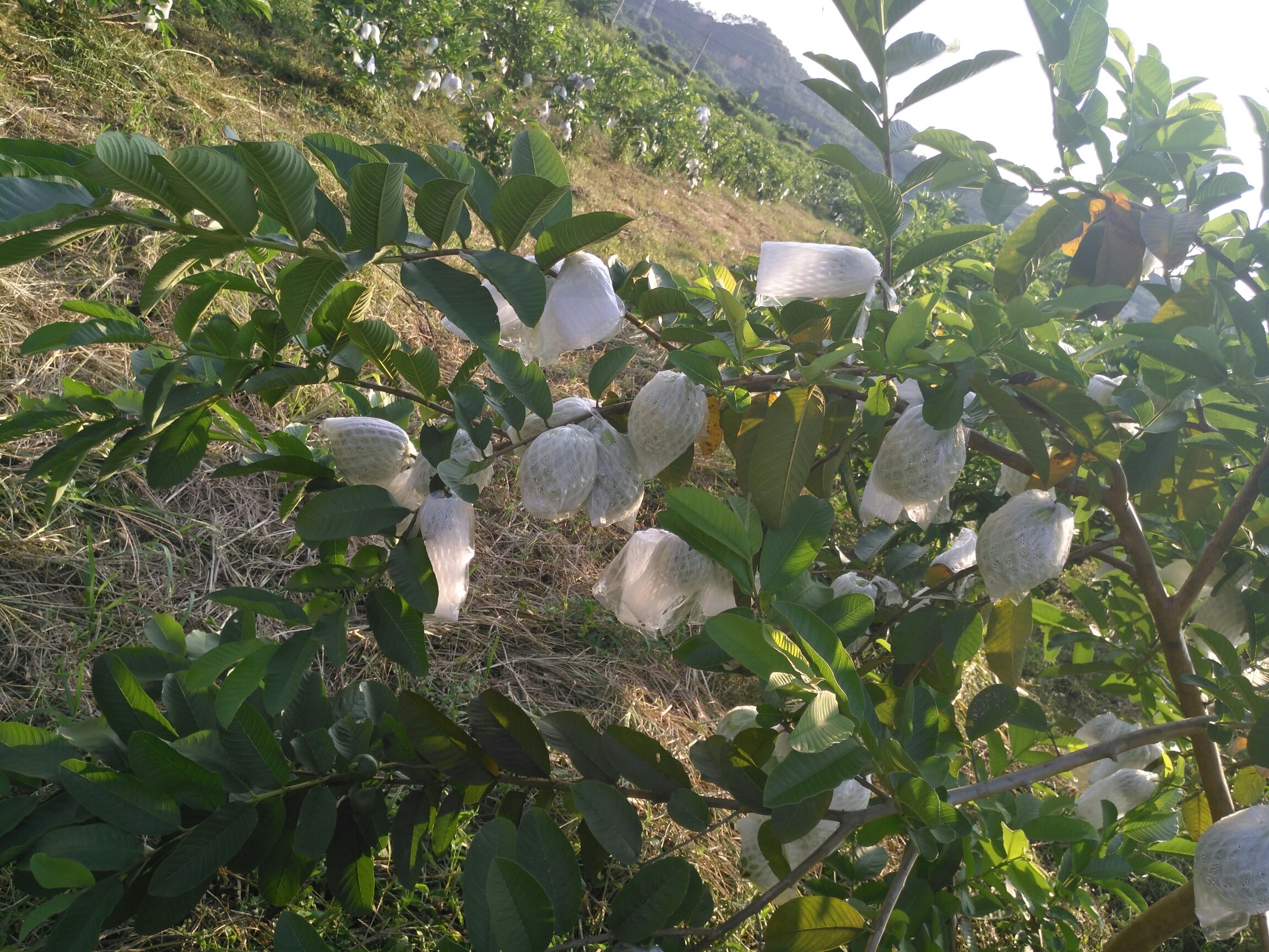 果园工人正在为石榴套袋