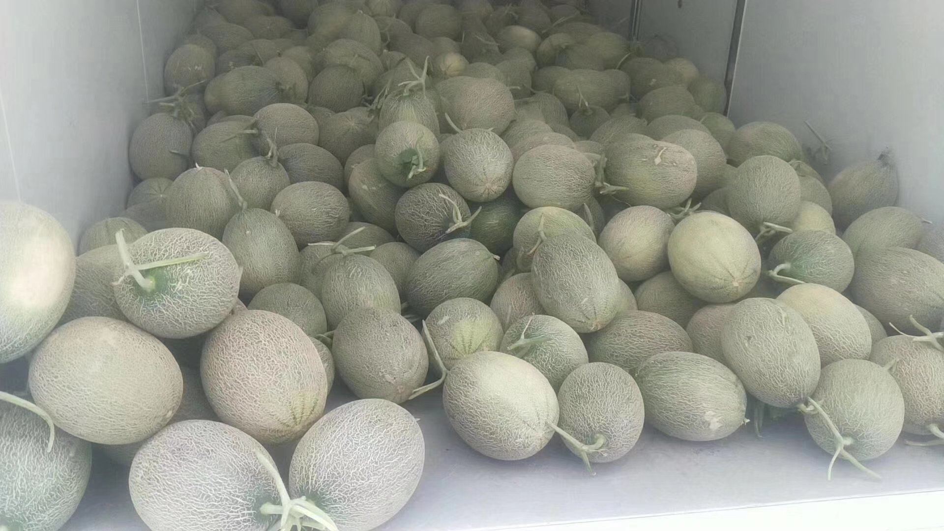 哈密瓜在运输途中堆放