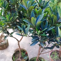 茶花苗包技术.无病毒.假一赔百