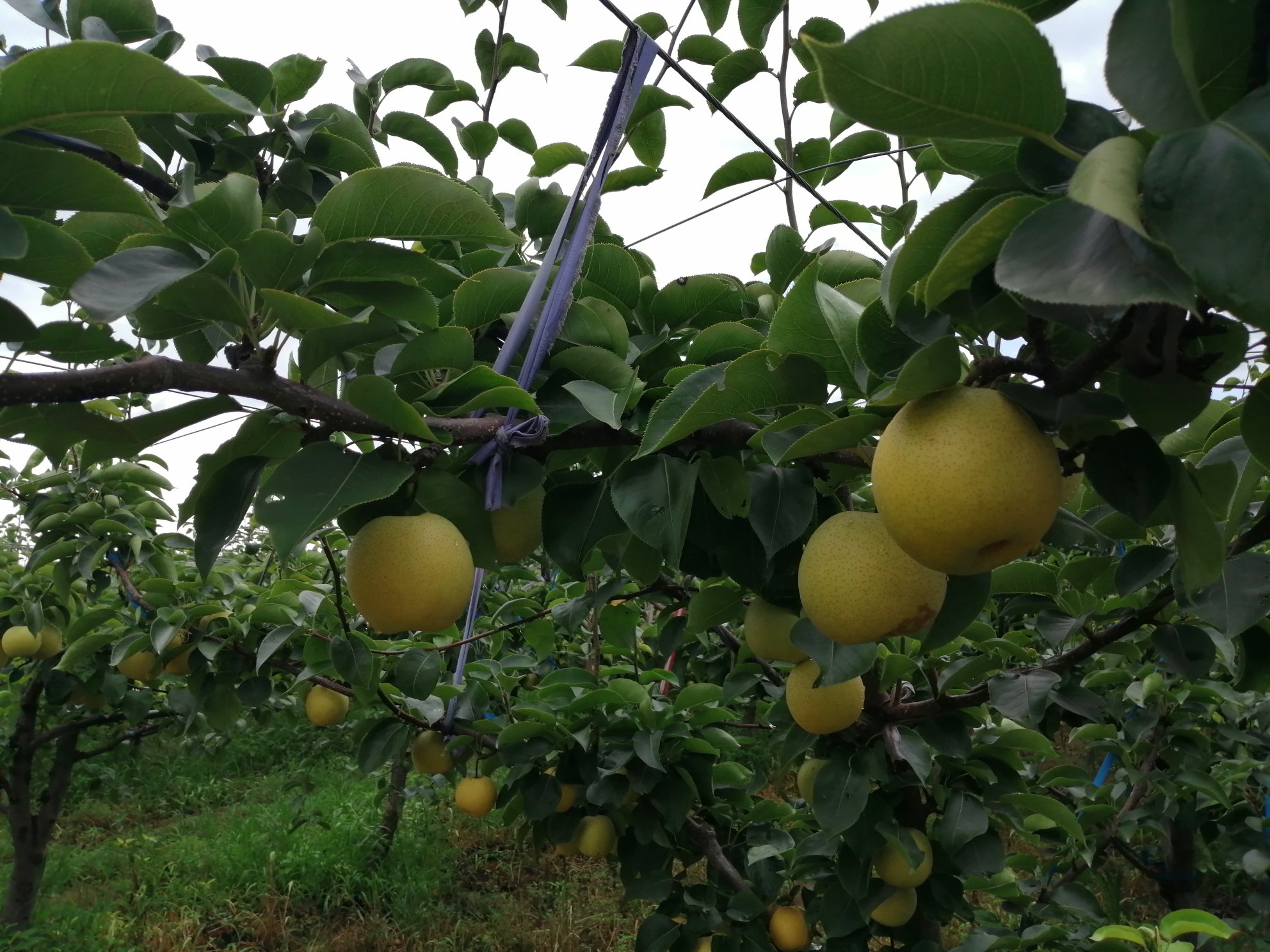 亲子家庭在果园中体验黄金梨采摘,展现温馨互动场景 一位年轻母亲带着孩子站在黄金梨树前,孩子踮起脚尖伸手去够低处的梨子,两人脸上洋溢着笑容,周围是挂满果实的枝条