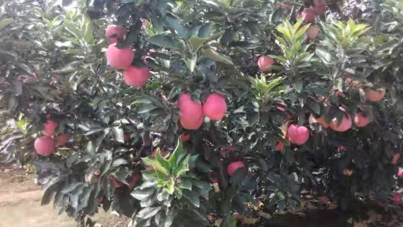 果园中挂满红星苹果的果树,果实红艳,枝叶繁茂 果园中的红星苹果树