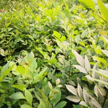 白腊树苗，白蜡树，白蜡，树苗，欢迎进店联系