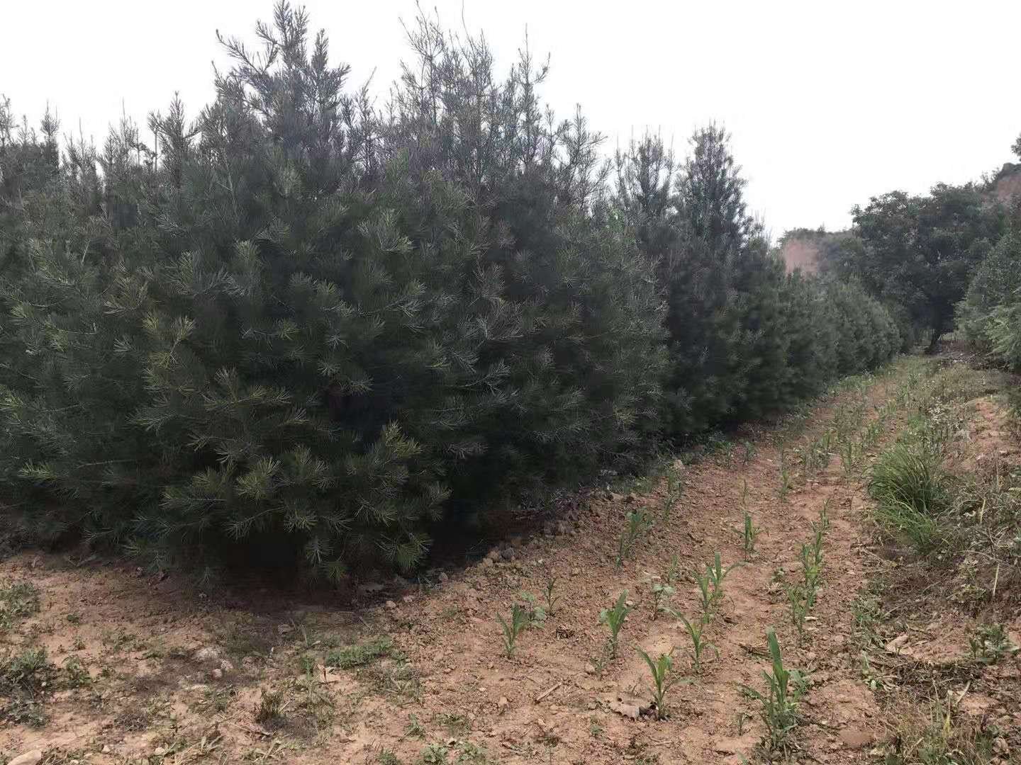 白皮松林地管理现场图