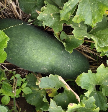 [冬瓜批发]东瓜价格0.28元/斤 - 一亩田