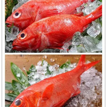 金目鲷