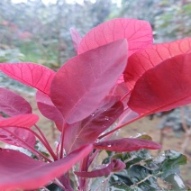 红栌树苗