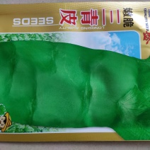 香青莴笋种子青皮青肉清香莴笋三青皮莴笋种子晚秋冬早春种植