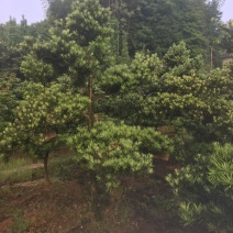 花卉苗木