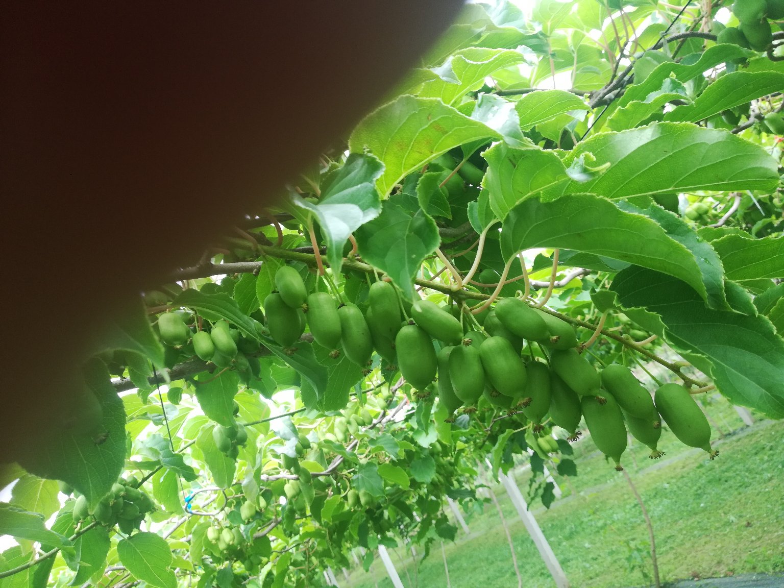 人工栽培藤梨根采收实景：浙江衢州山区生态种植基地内，药农正在采挖三年生软枣猕猴桃（藤梨）根，根条粗壮洁净，附少量湿润红壤，旁置竹匾盛放分级后的鲜根，背景可见搭架藤蔓与遮阴网