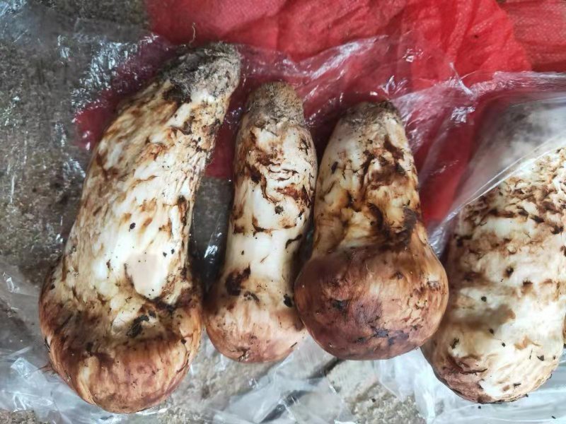 清蒸后的松茸保持完整形态,色泽自然,香气浓郁 清蒸松茸成品图