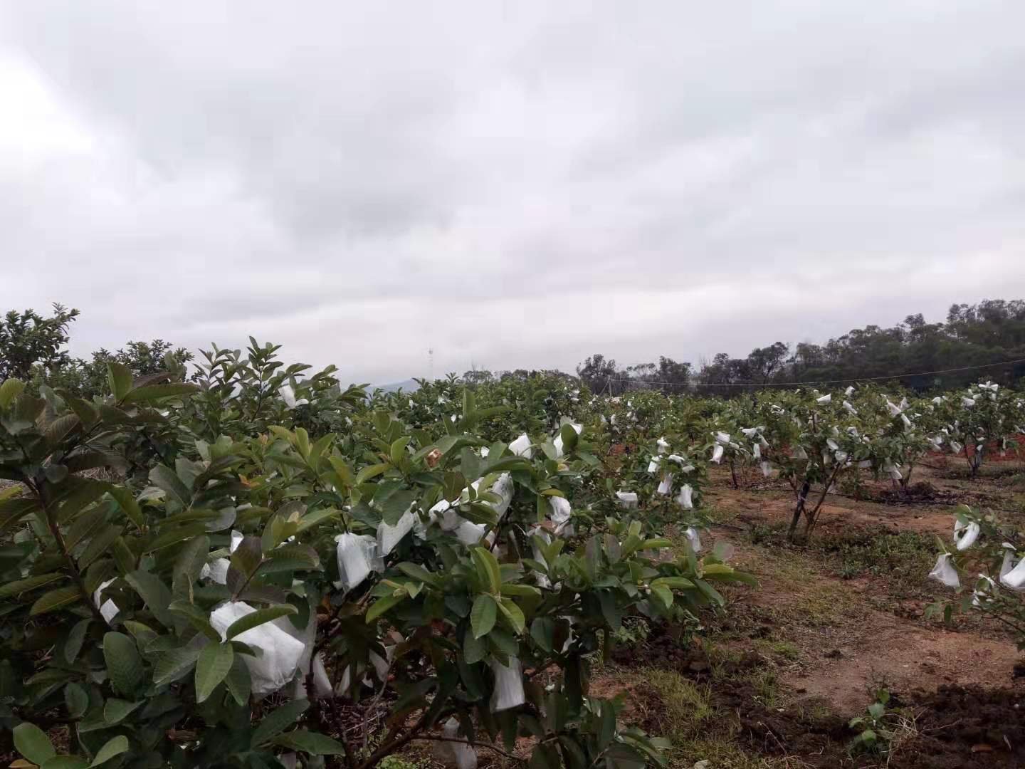 南方突尼斯软籽石榴果园夏季管理场景