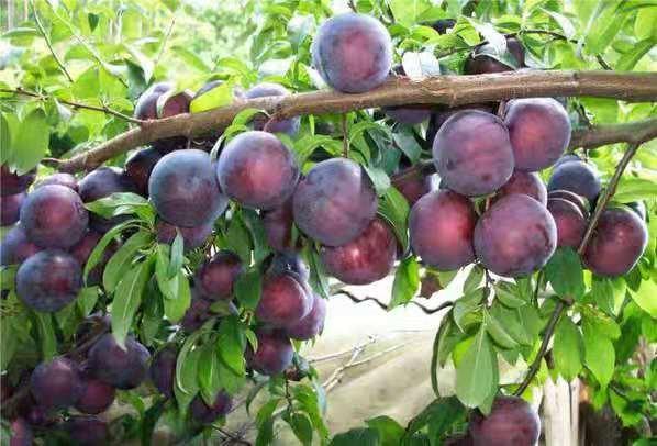 红玛李果实呈深紫红色,表皮光滑,色泽饱满 红玛李果实特写