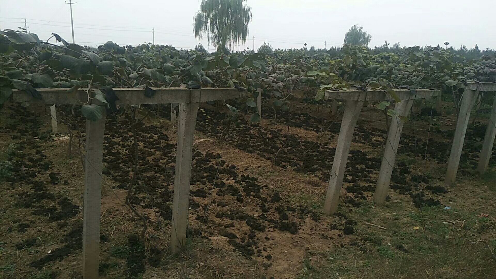 翠香猕猴桃陕西周至县标准化种植基地航拍全景
