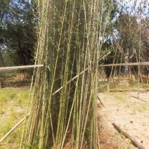 刚竹高3.5米到4.5米福建漳州苗木基地