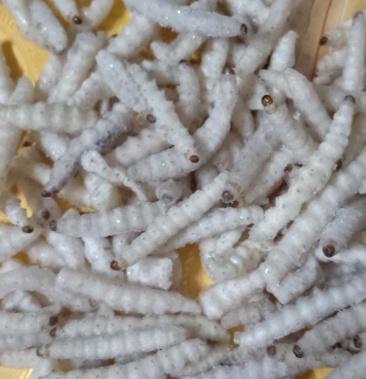 [竹虫批发]竹虫价格73.00元/斤 - 一亩田