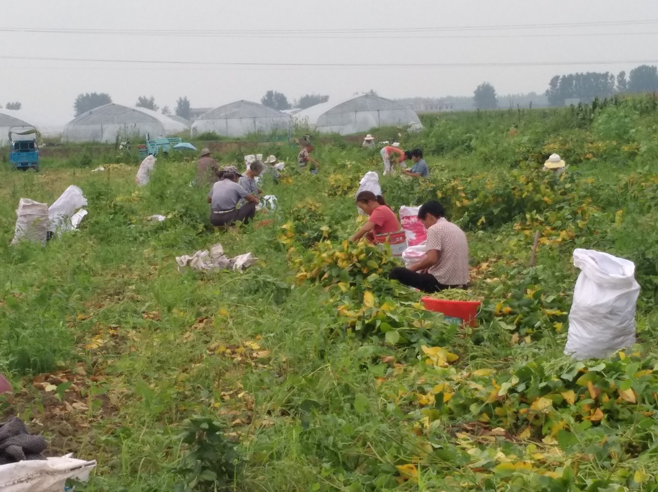 毛豆采摘场景
