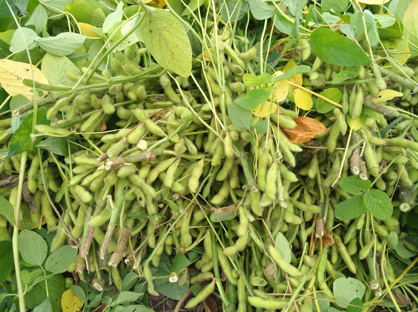 毛豆营养成分表