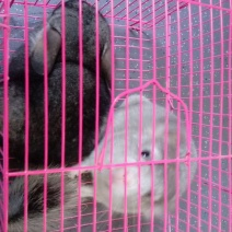 宠物猫