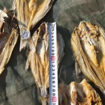翘嘴白鱼大白鱼大翘嘴有盐