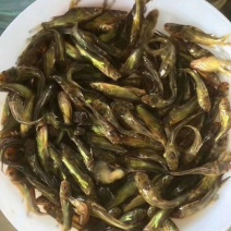 黄骨鱼苗，黄颡鱼苗