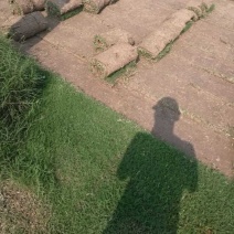草皮