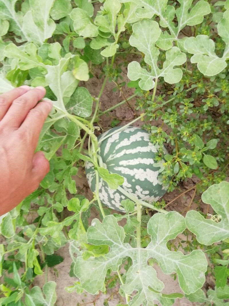 花皮冬瓜,欢迎采购