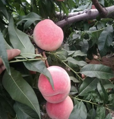 精品超越毛桃 秦王桃 映霜红毛桃大量上市品种齐