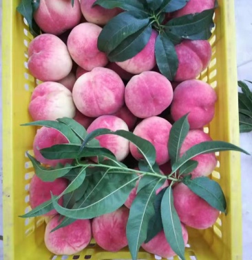 精品毛桃大量上市红不软突围品种齐全量大从优