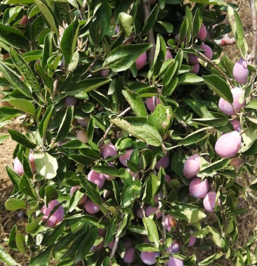 西梅女神蓝蜜红西梅