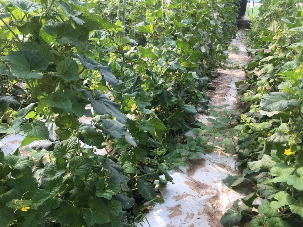 翠梨甜瓜果园图