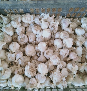 [大蒜批发]净蒜,毛头,毛蒜价格2.50元/斤 - 一亩田