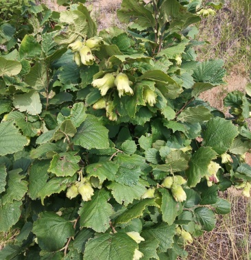 辽宁盖县大榛子野山榛子