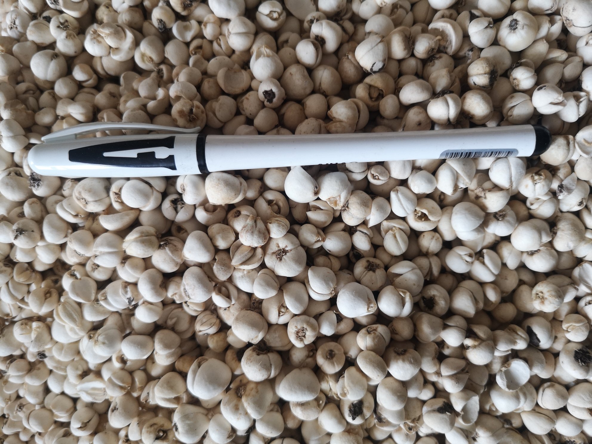 图片说明:一位身穿白大褂的中药师在实验室工作台前使用显微镜检测川贝母切片,旁边摆放着天平、玻璃器皿和药材样本盒。墙上挂着《中国药典》节选图,桌上有一份标注‘川贝母鉴别标准’的文件,体现专业鉴定过程 中药师正在检验川贝母样品