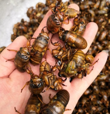 山东邹城金蝉结了龟知了猴爬叉2021新货