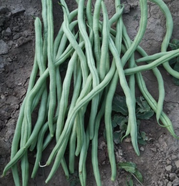 [架豆王豆角批发]无筋豆 架豆王 豆角 无丝豆 四季豆价格0.60元/斤 - 