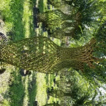 紫薇花瓶价格紫薇花瓶基地紫薇花瓶生产基地
