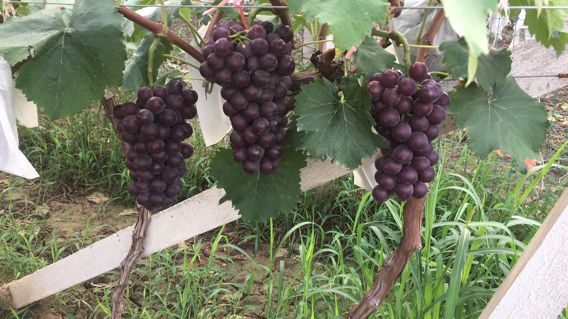 农户采摘户太八号葡萄场景