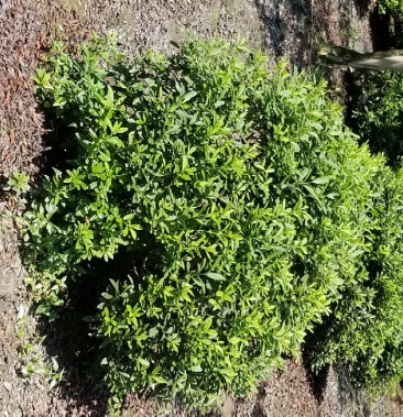 杜鹃球春鹃球80公分夏鹃球1米杜鹃球基地