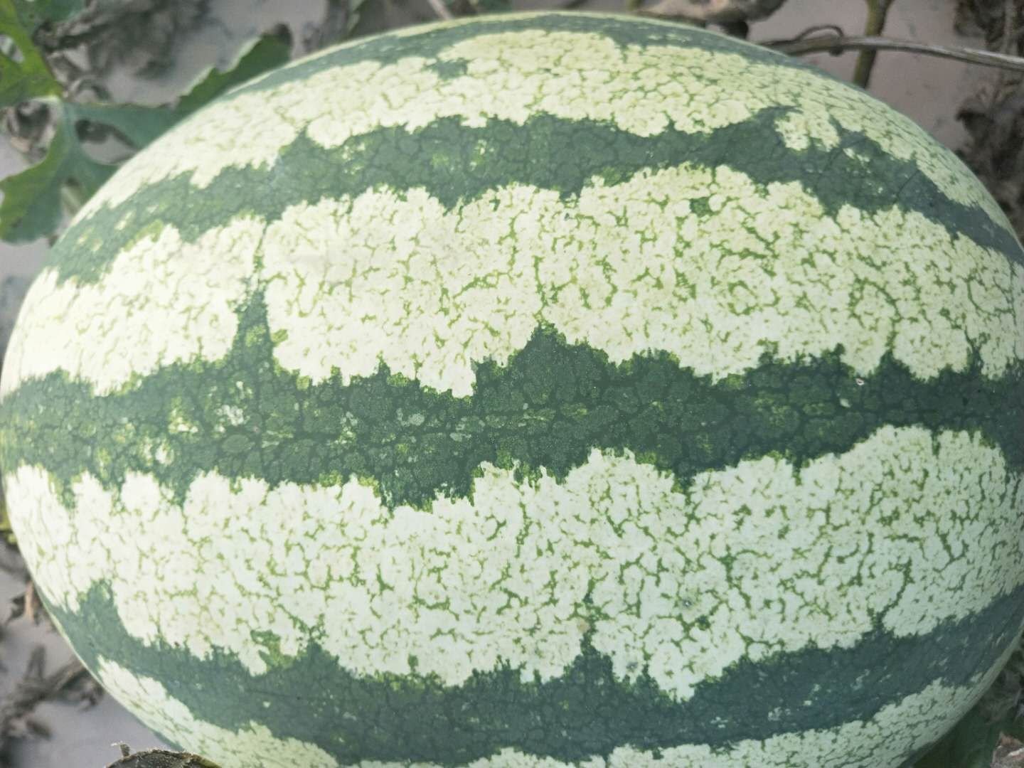 伽师瓜果实特写