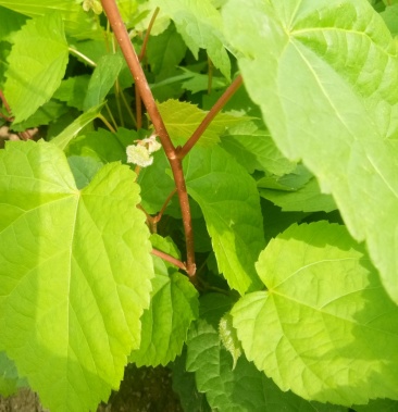 紫椴苗椴树苗康椴苗货真价实产地直供现挖现发