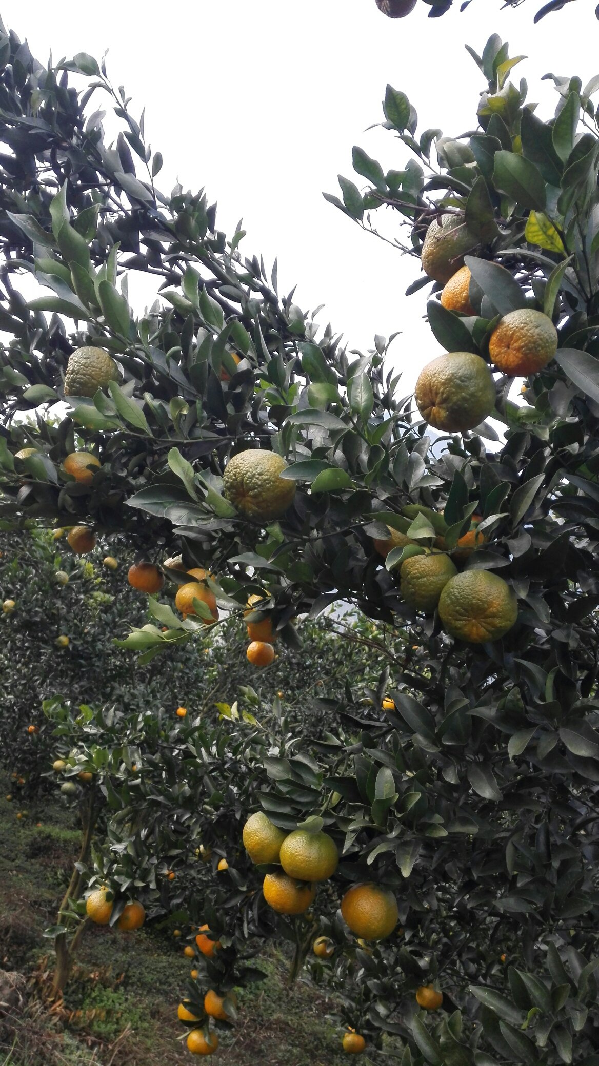 [椪柑苗批发]四川宜宾叙州区柑桔苗 2.00元/棵晚芦苗、晚熟碰 _ 一亩田