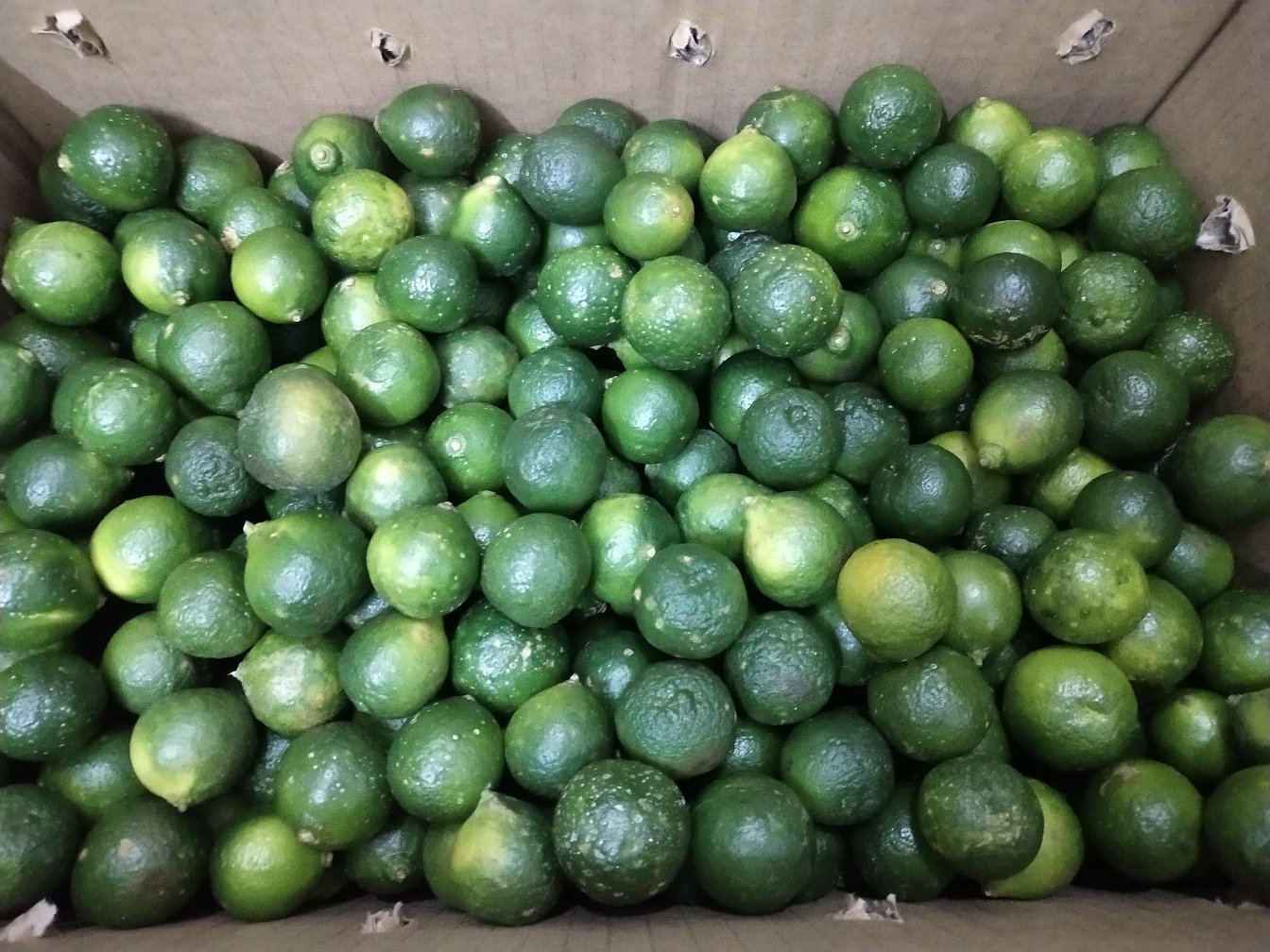 一位母亲在超市水果区挑选新鲜金桔,手中拿着一盒标有‘绿色食品’标识的食用金桔,旁边货架上摆放着盆栽观赏金桔作为对比,传递‘区分用途、安全食用’的信息 家庭选购金桔场景图