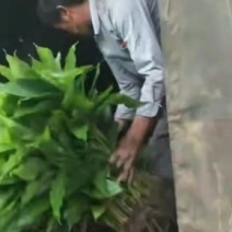 草果苗