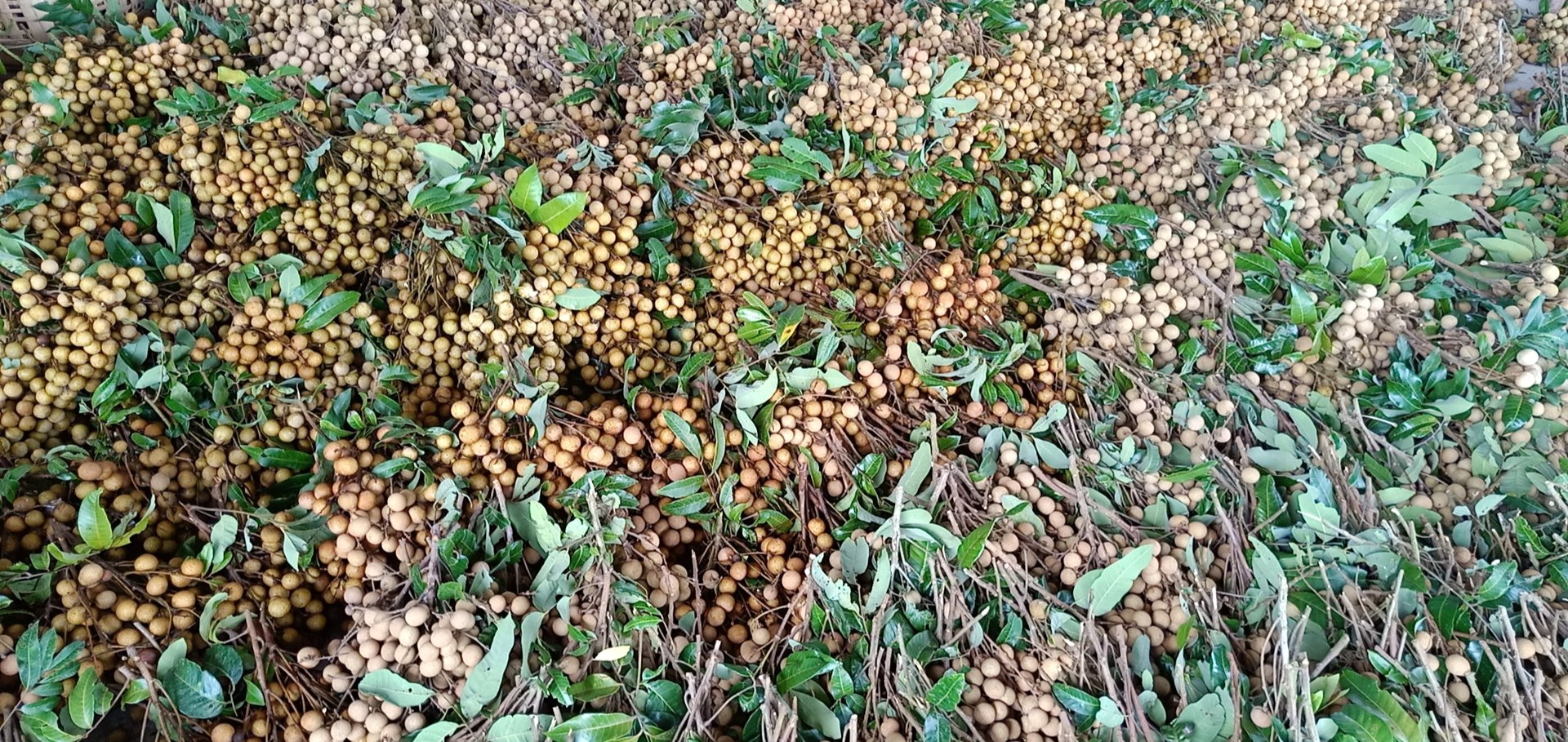 果农正在采摘新鲜的石硖龙眼,体现产地源头的品质保障 龙眼采摘场景