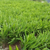 洋荷