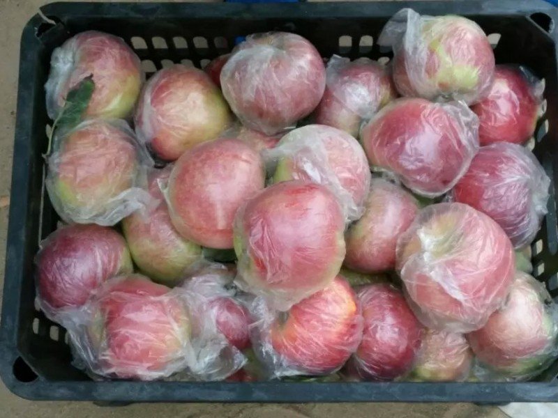 打包发货中的新疆嘎啦苹果