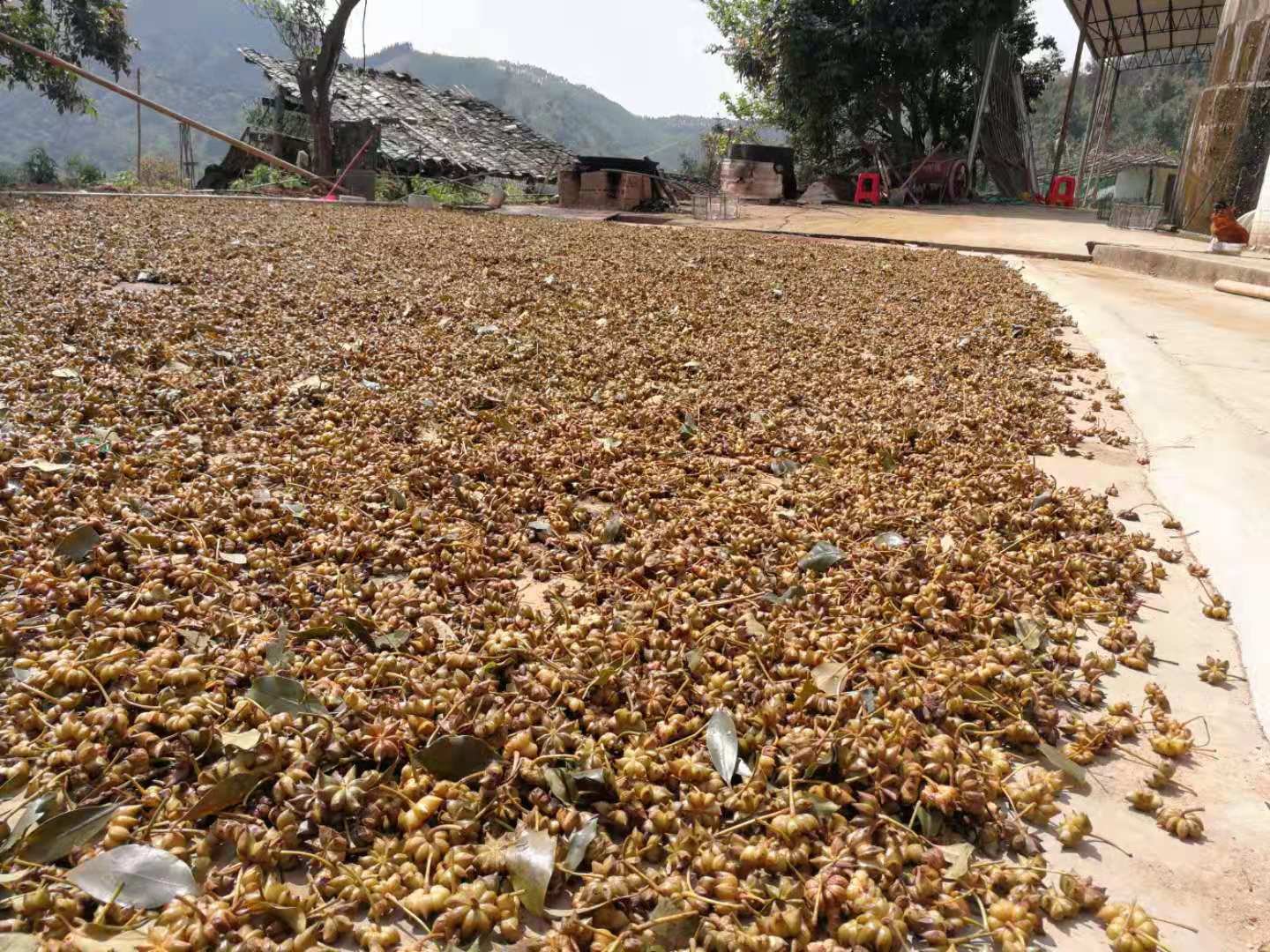 广东高州根子镇八角烘干作坊内景