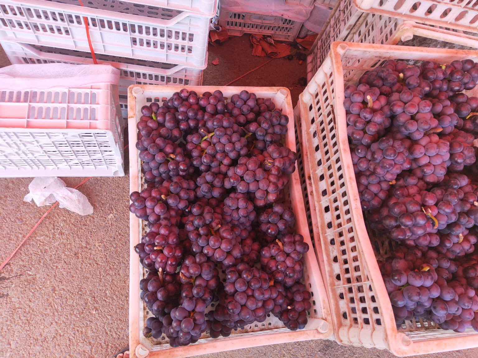 图片说明:农户正在对京亚葡萄进行花序修剪和疏果作业,手持剪刀精准去除多余花穗和小果粒,植株处于盛花后两周阶段,新梢已绑缚于铁丝架上,背景可见整齐排列的篱架结构 京亚葡萄夏季花果管理现场