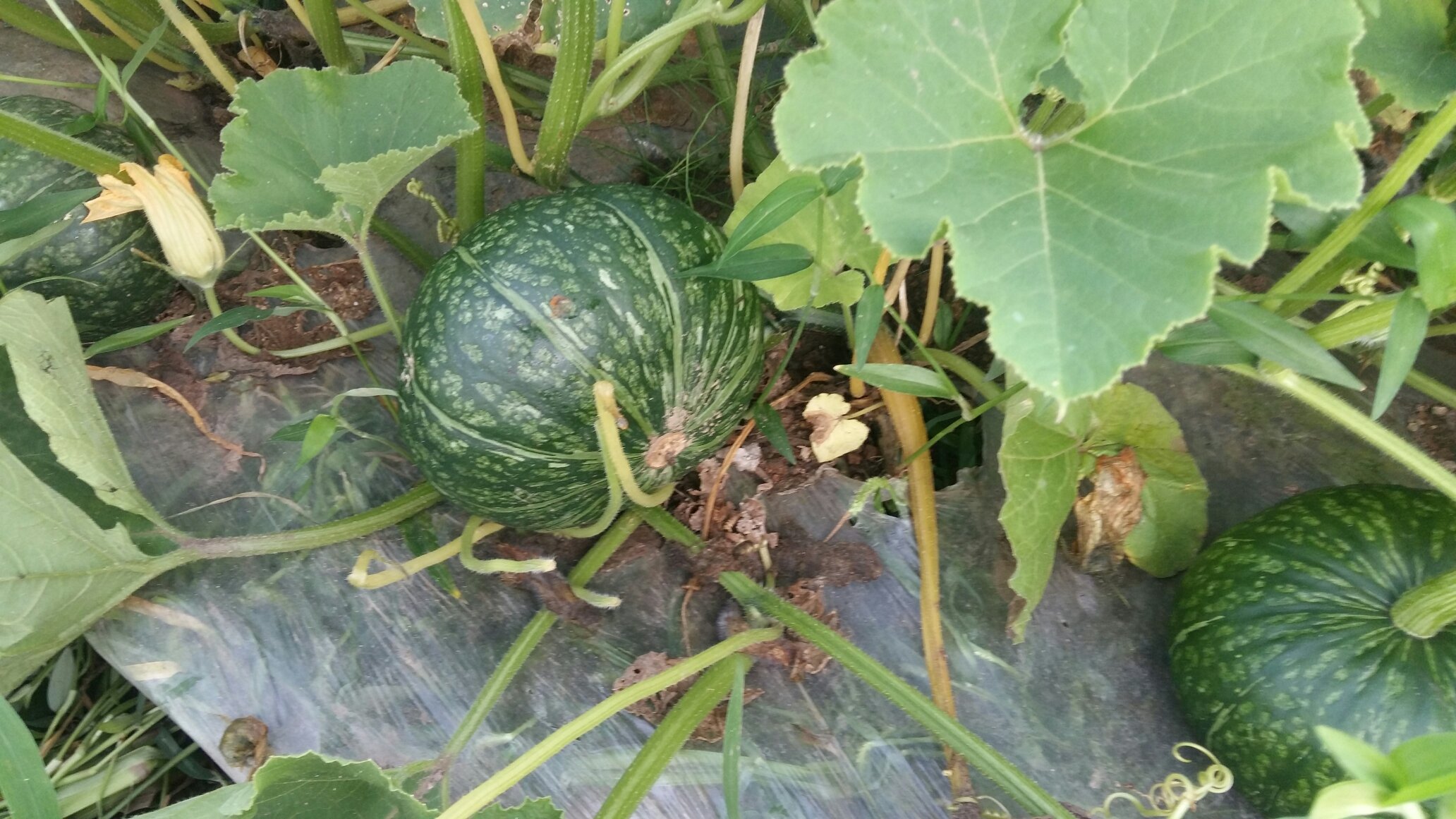 板栗南瓜表面白膜细节对比图