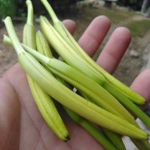 【一件代发】黄花菜秦岭农家黄花干菜煲汤炖肉炒菜凉拌3两一袋